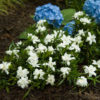 Gardenia jasminoides 'Fragrant Pathways'