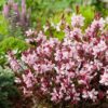 Gaura lindheimeri 'Belleza Compact Light Pink' - Image 2