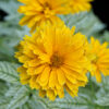 Heliopsis helianthoides 'Double Sunstruck'