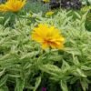 Heliopsis helianthoides 'Double Sunstruck' - Image 2