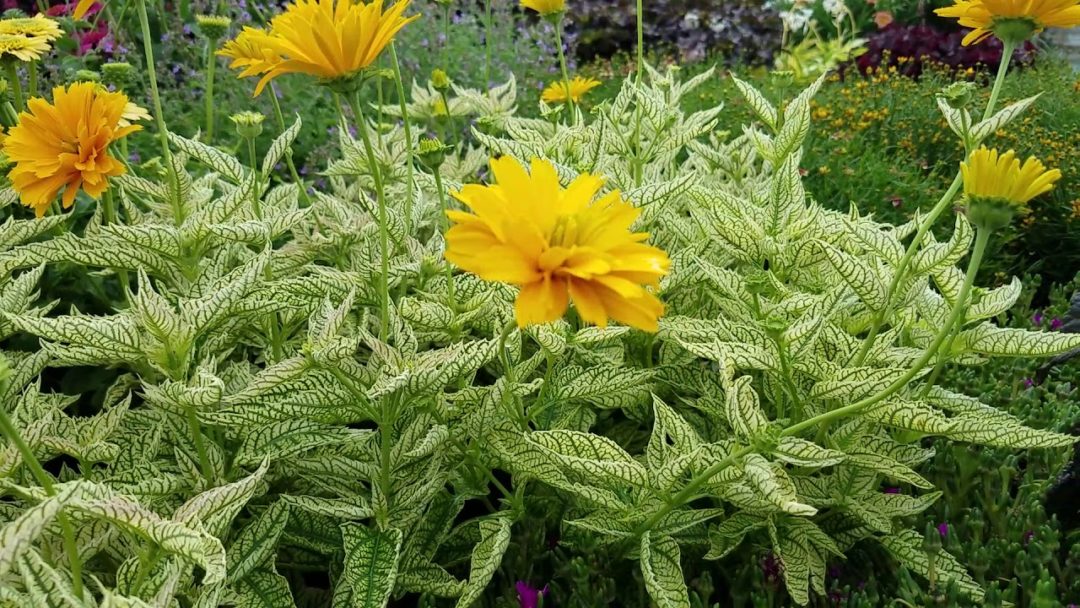 Heliopsis helianthoides ‘Double Sunstruck’ Kiefer Nursery Trees