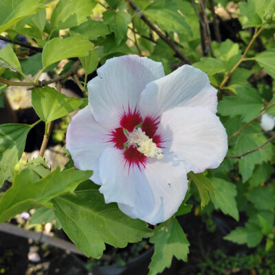 Hibiscus syriacus 'Minspot' (Fiji™)