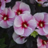 Hibiscus 'Starry, Starry Night'