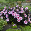Hibiscus 'Starry, Starry Night' - Image 2