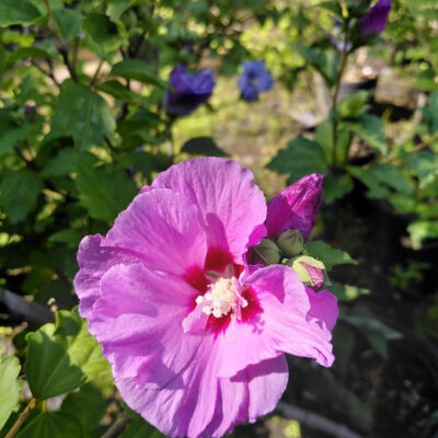 Hibiscus syriacus 'Mineru' (Tahiti™)
