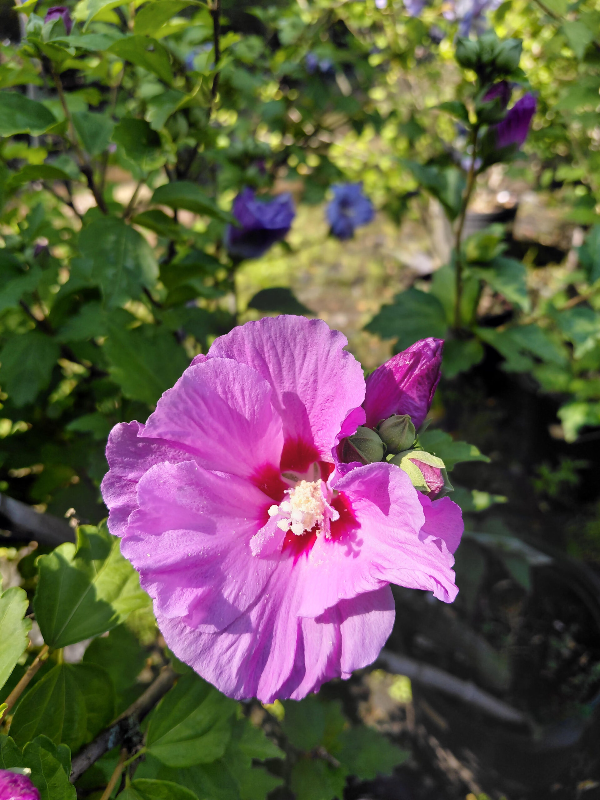 Hibiscus syriacus 'Mineru' (Tahiti™)