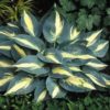 Hosta 'High Society'