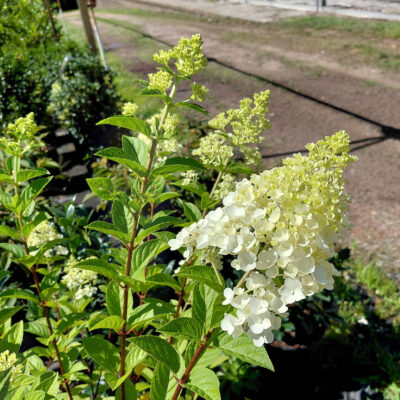 Hydrangea paniculata 'Rensun' (Strawberry Sundae®)