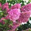 Hydrangea paniculata 'Rensun' (Strawberry Sundae®)