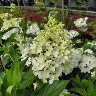 Hydrangea paniculata 'Rensun' (Strawberry Sundae®)