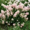Hydrangea paniculata 'Rensun' (Strawberry Sundae®) - Image 2