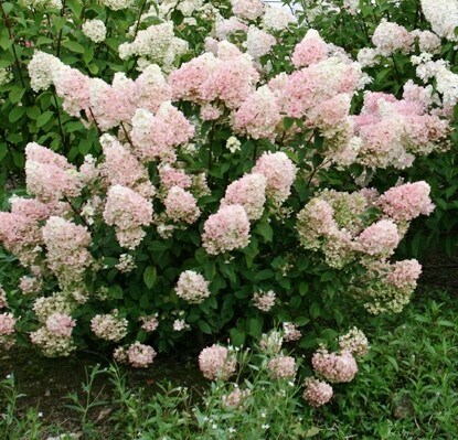Hydrangea paniculata ‘Rensun’ (Strawberry Sundae®) | Kiefer Nursery ...