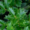 Ilex 'Magland' (Oakland®)