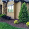Ilex 'Magland' (Oakland®) - Image 2