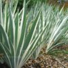 Iris pallida 'Argentea Variegata' - Image 2