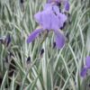 Iris pallida 'Argentea Variegata' - Image 3