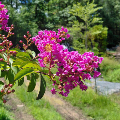 Lagerstroemia x 'Twilight'
