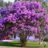 Lagerstroemia  indica 'Twilight' - Image 2