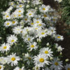 Leucanthemum x superbum 'White Breeze'