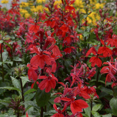 Lobelia speciosa 'Starship Scarlet'
