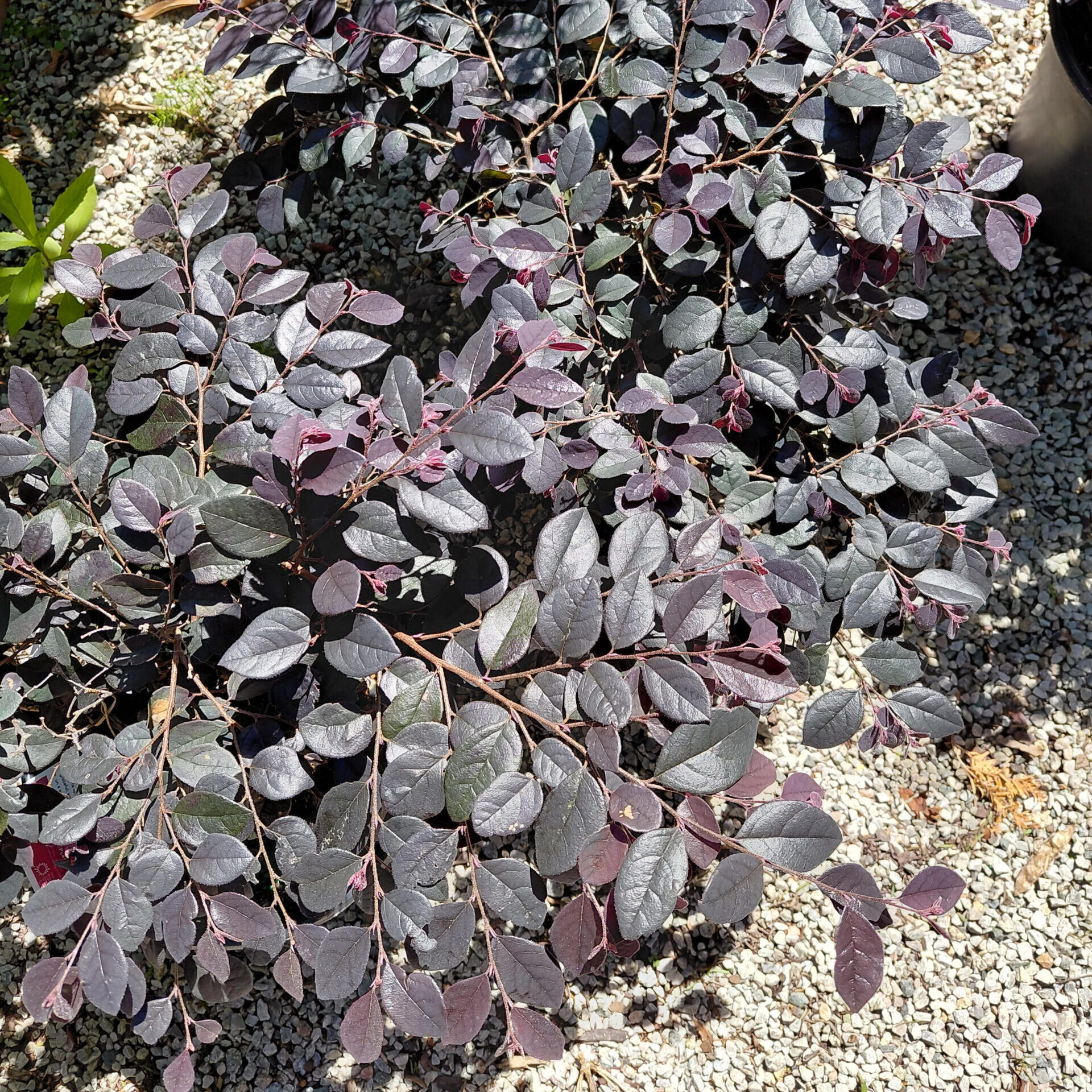 Loropetalum chinense Cerise Charm™ - Kiefer Nursery: Trees, Shrubs