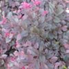 Loropetalum chinense Cerise Charm™