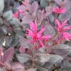 Loropetalum chinense Cerise Charm™ - Image 2