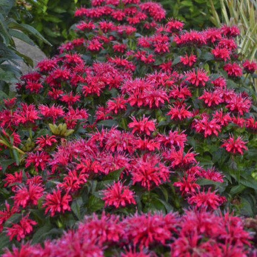 Monarda didyma 'Cherry Pops'