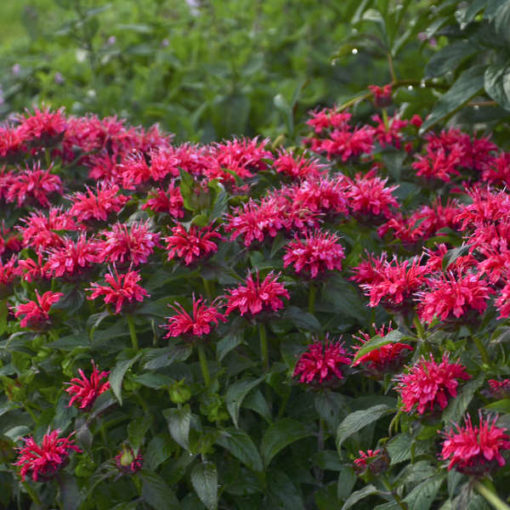 Monarda didyma 'Cherry Pops' - Image 2