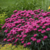 Monarda didyma 'Bubblegum Blast' - Image 2