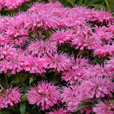 Monarda didyma SUGAR BUZZ®'Bubblegum Blast'