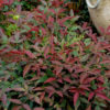 Nandina domestica 'Murasaki' (Flirt™)