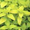 Origanum vulgare 'Aureum'