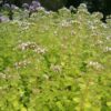 Origanum vulgare 'Aureum' - Image 2