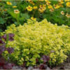Origanum vulgare 'Aureum' - Image 3