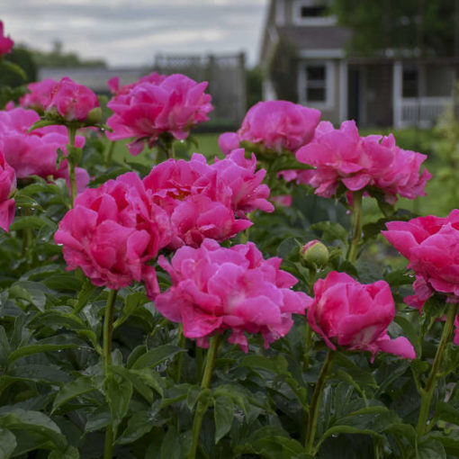 Paeonia 'Paula Fay'