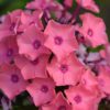 Phlox paniculata 'Coral Creme Drop'