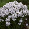 Phlox 'Fashionably Early Crystal'