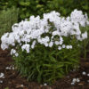 Phlox 'Fashionably Early Crystal' - Image 2
