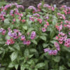 Pulmonaria 'Pretty in Pink' - Image 2