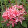 Azalea (deciduous) 'Weston's Lollipop' - Image 2