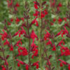 Salvia darcyi x S microphylla 'Windwalker Royal Red'