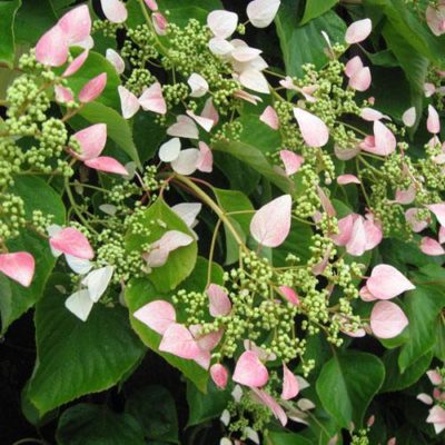 Schizophragma hydrangeoides 'Roseum'