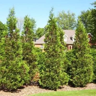 Thuja plicata ‘Green Splendor’ | Kiefer Nursery: Trees, Shrubs, Perennials