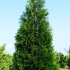 Thuja plicata 'Green Splendor' - Image 2