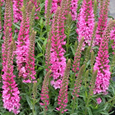 Veronica ‘Aspire’ | Kiefer Nursery: Trees, Shrubs, Perennials