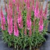 Veronica 'Aspire' - Image 2