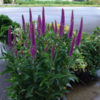 Veronica 'Purpleicious' - Image 2