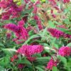 Buddleia 'Buzz Velvet'