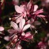 Gaura lindheimeri 'Belleza Compact Light Pink'